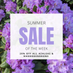 Summer Sale of the Week